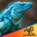 blue iguana sale