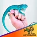 blue iguanas for sale