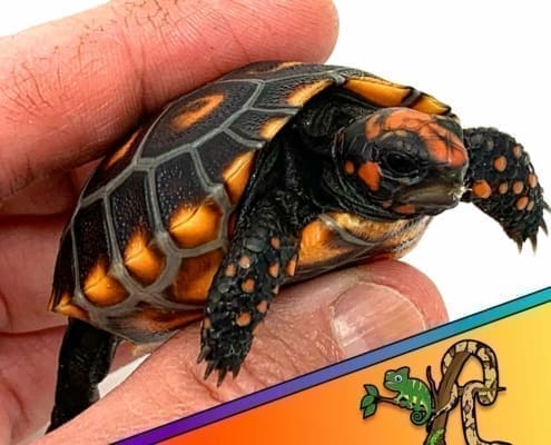 small tortoise for sale