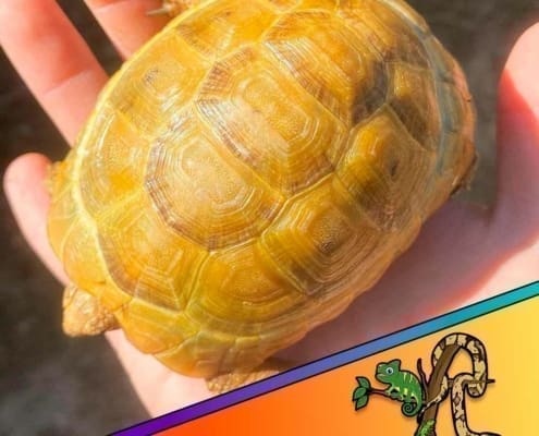 baby tortoise