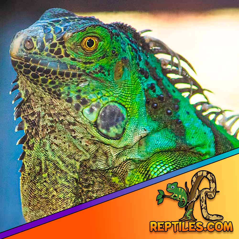 Iguana for sale