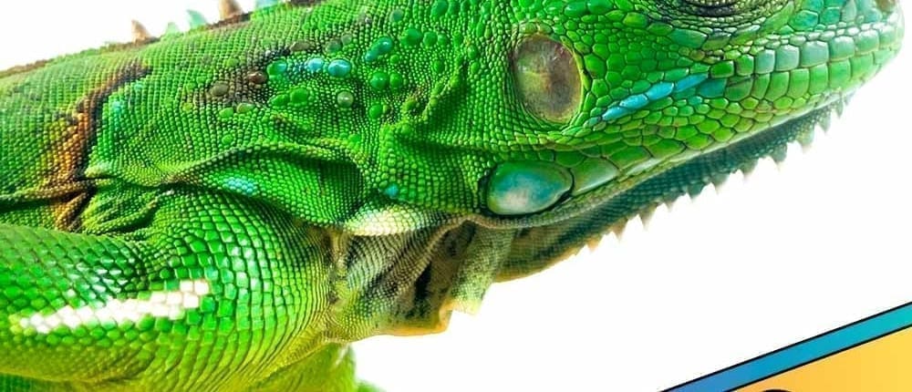 Green Iguana Sale