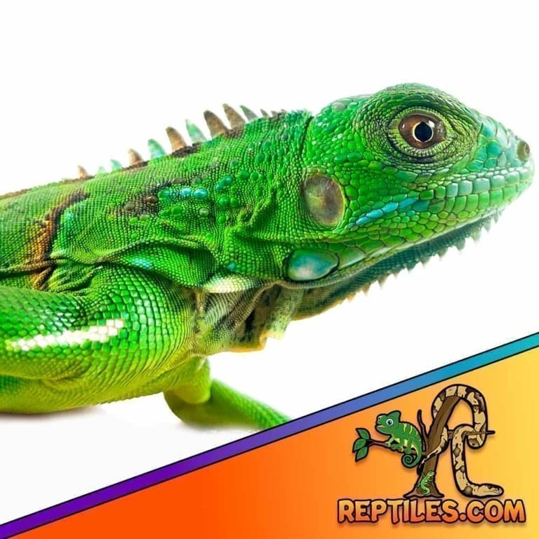 Green Iguana for sale baby green iguanas for sale best breeders
