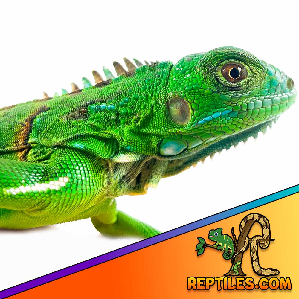 baby green iguana