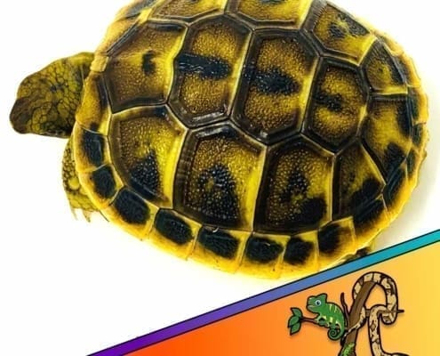 where to buy tortoise