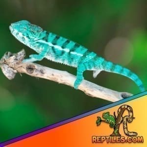 Nosy Be Chameleon for sale