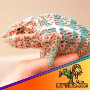 Nosy Faly panther chameleon