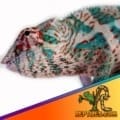 Nosy Faly Panther chameleon for sale