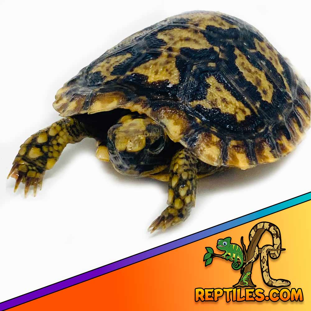 pancake tortoise for sale