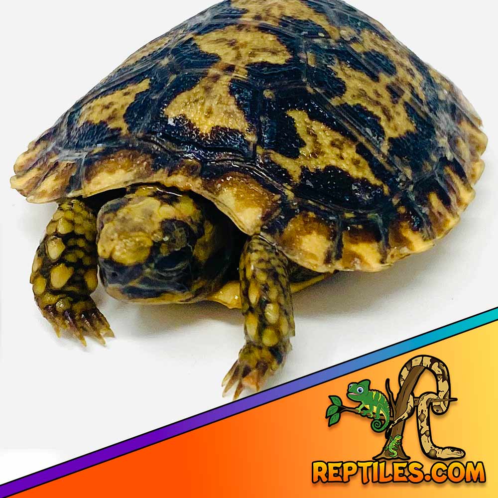 pancake tortoise for sale