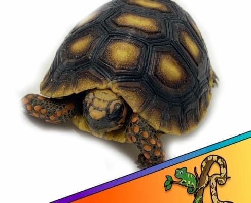 tortoise for sale