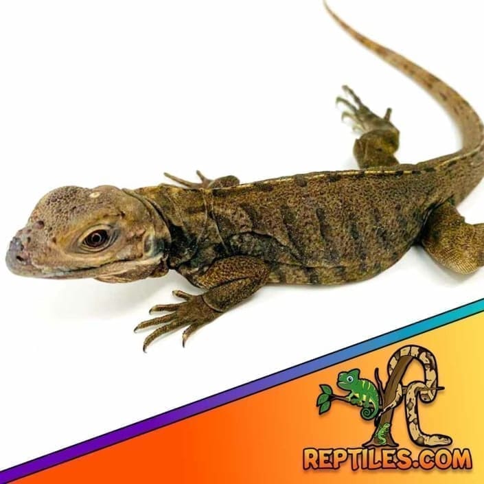 Rhino Iguana for sale baby rhinoceros iguanas for sale breeders
