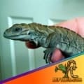 Rhino Iguana for sale