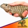 Rhino Iguanas for sale