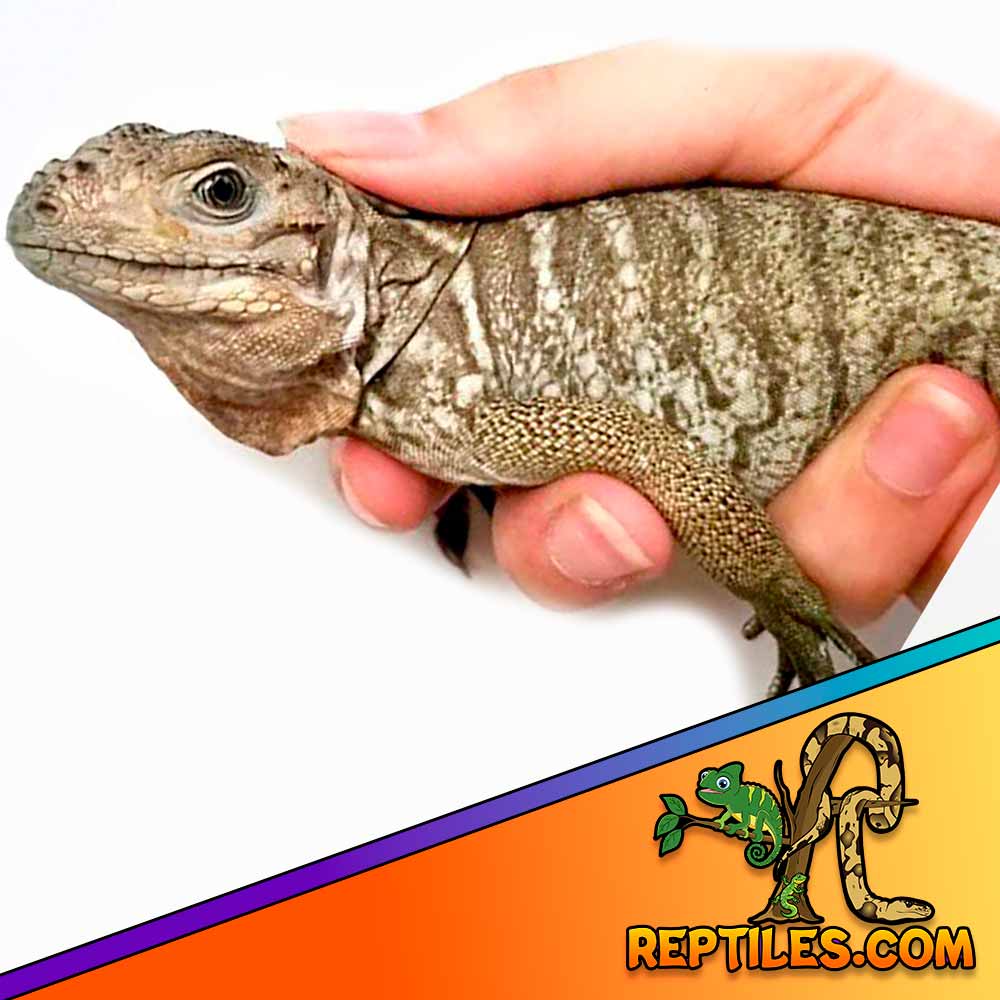 Rhino Iguana for sale