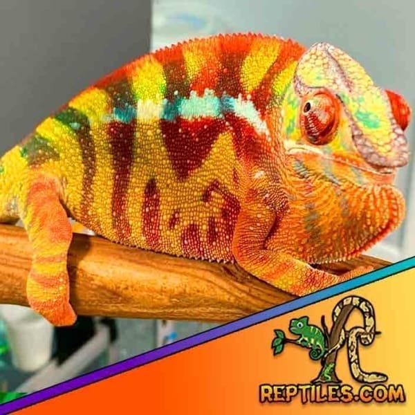 Sambava panther chameleon