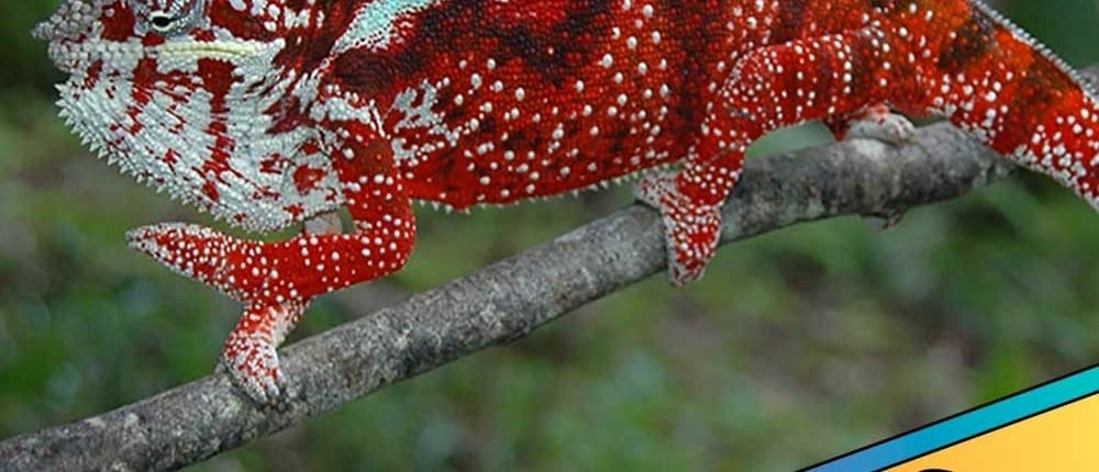 Tamatave panther chameleon