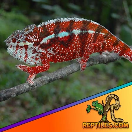 Tamatave panther chameleon