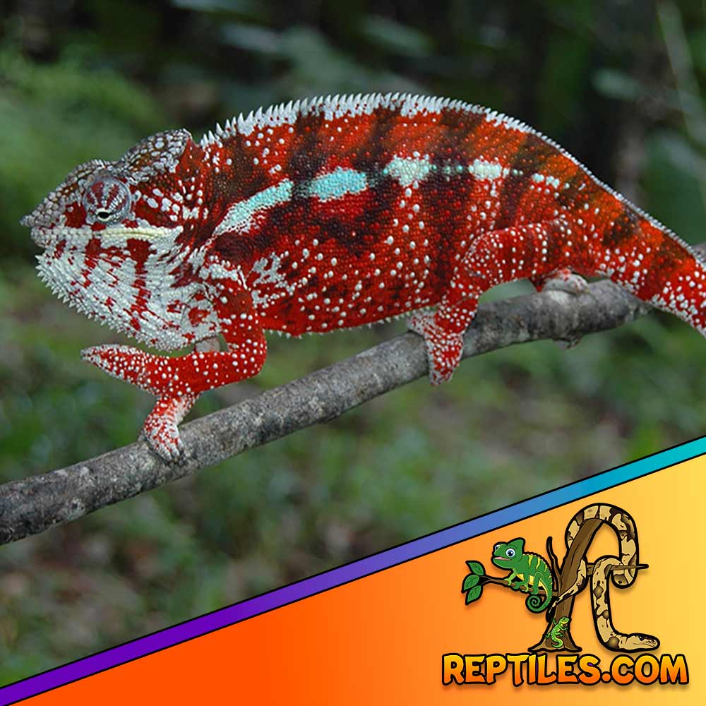 Tamatave panther chameleon care