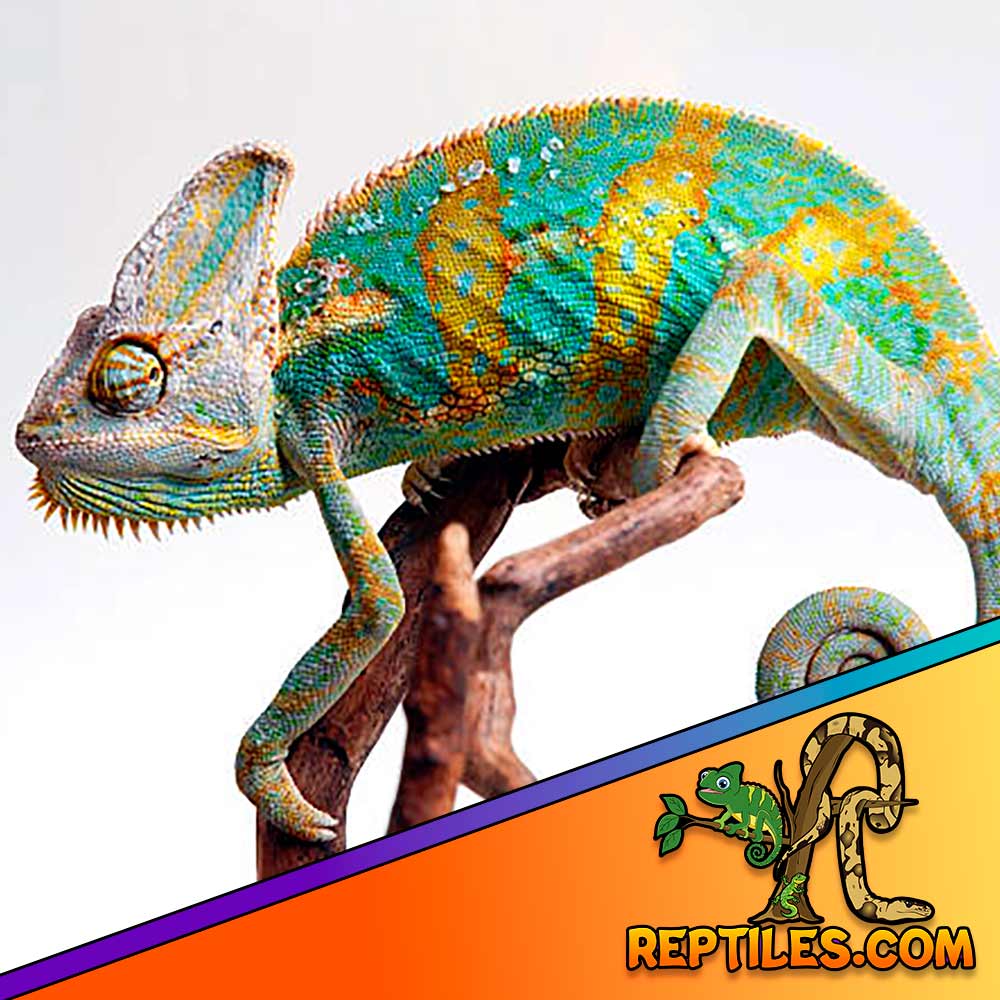 chameleons for sale