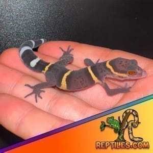 Chinese cave gecko