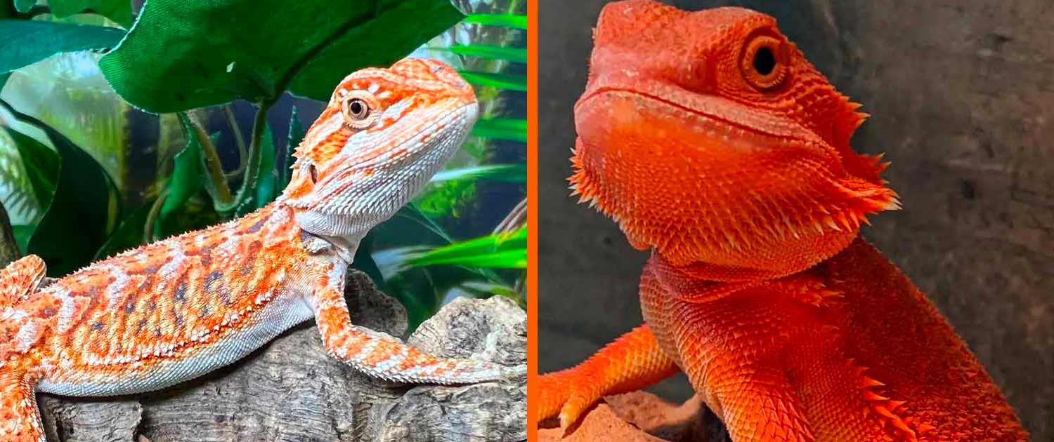 Bearded dragons for sale baby bearded dragon for sale online