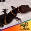 Chinese cave gecko for sale