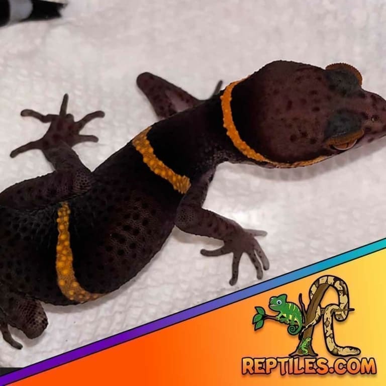 Chinese Cave Gecko for sale baby Chinese cave geckos for sale