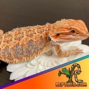 citrus bearded dragon