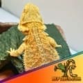 citrus bearded dragon for sale