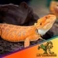 citrus bearded dragon sale