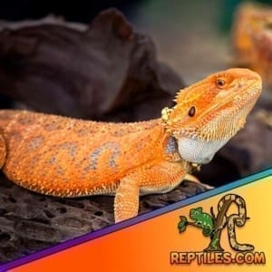 Citrus Bearded Dragon for sale