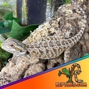 fancy bearded dragon for sale