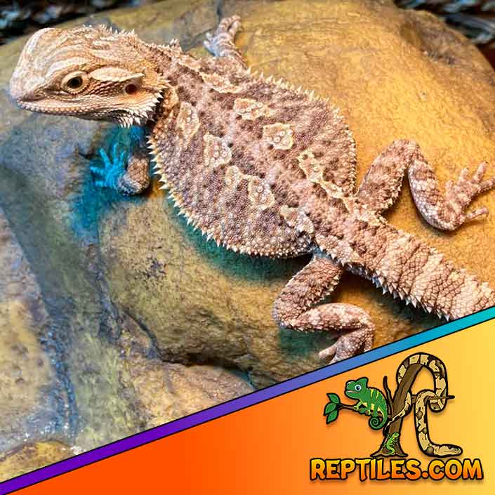 Fancy Bearded Dragon for sale bearded dragons for sale