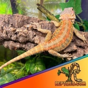 hypo paradox bearded dragon