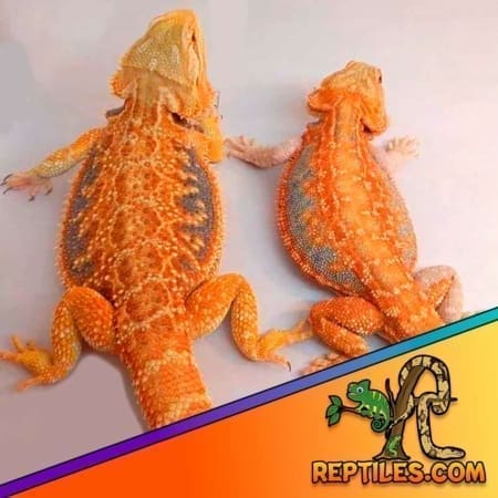 Baby Red Bearded Dragon With Live Arrival Guarantee - XYZReptiles.