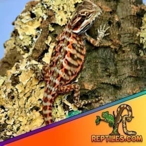 leatherback bearded dragon