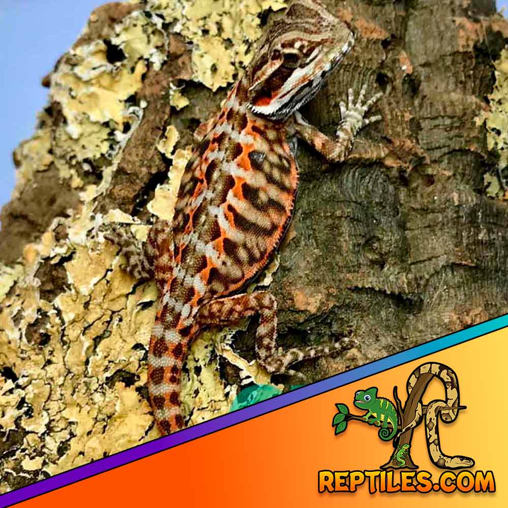 Super Orange - Red Hypo Translucent Bearded Dragons for Sale