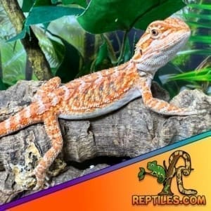 bearded dragon care