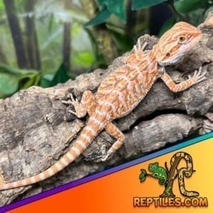 Orange bearded dragon