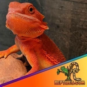 red bearded dragon for sale