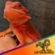 red bearded dragon for sale