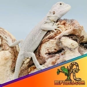 zero bearded dragon