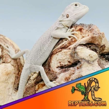 Baby Red Bearded Dragon With Live Arrival Guarantee - XYZReptiles.