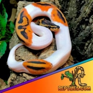 pied ball pythons for sale