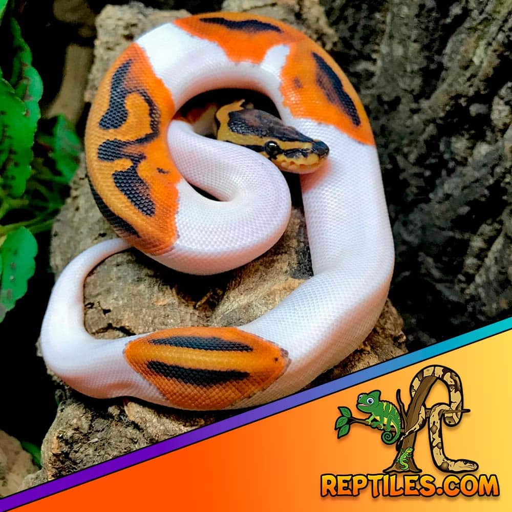 Pied ball python for sale piebald pythons pied ball python price