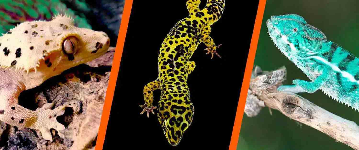 Chameleon for sale