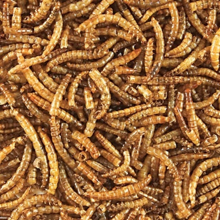 Live mealworms for sale from real meal worms sale