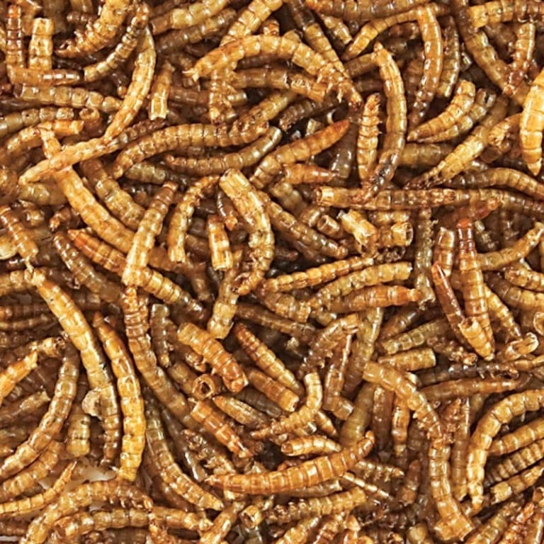 Live mealworms for sale from real meal worms sale