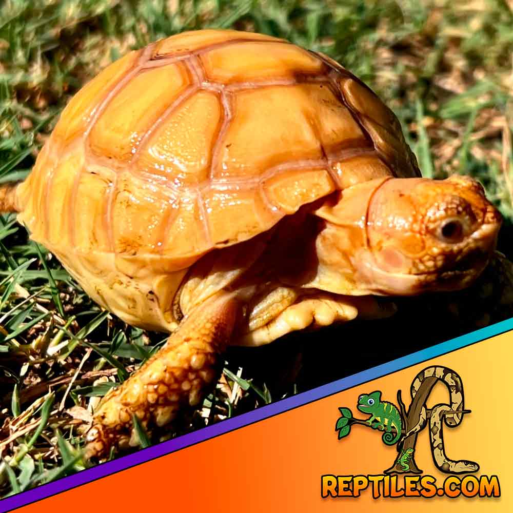 Ivory Sulcata tortoise